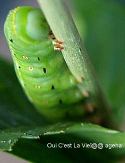 オオスカシバの幼虫は赤い手袋をしたカオナシみたいだ。