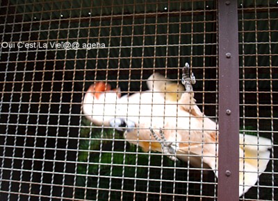 熱川バナナワニ園2009バンギャふう。02