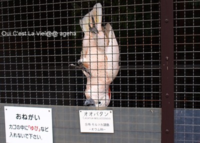 熱川バナナワニ園2009バンギャふう。03