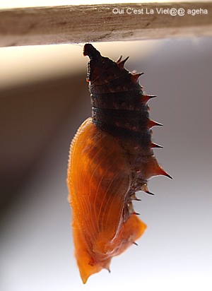 ツマグロヒョウモン飼育。脱皮直後の透ける蛹。