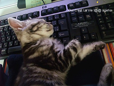 猫はキーボードを枕にする。