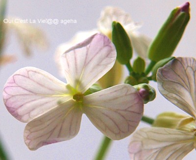 大根の花。黄色からピンクへ。