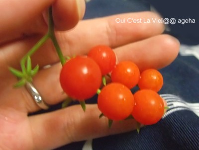 マイクロトマト種から収穫。