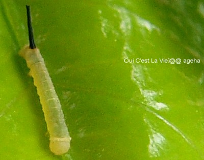 オオスカシバ。クチナシの新芽に初齢幼虫。尾角が目立つ。