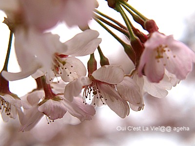 2010.04.04sun桜満開。