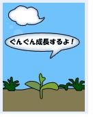 三つ葉５日「ぐんぐん成長するよ！」.JPG