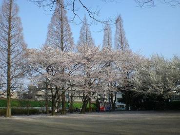 桜公園100406その1.JPG