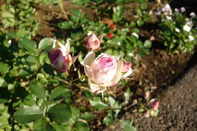 P1020028.jpg