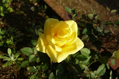 P1020030.jpg