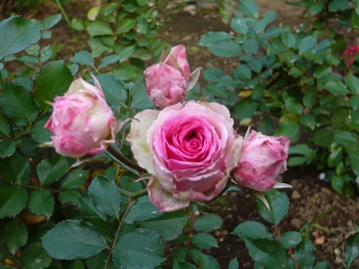 P1020071.jpg