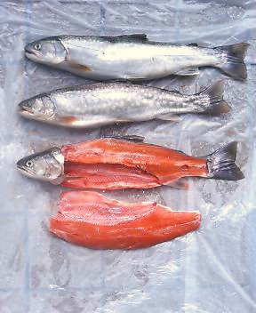 海アメマスの料理の仕方 わたしのブログ By 函館釣り倶楽部 楽天ブログ