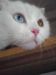 猫 (2).jpg