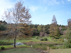 2011.11.09バラ園7