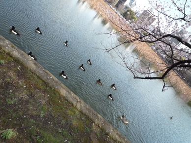 2010.4.03花見上野40