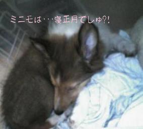 ミニモの寝正月