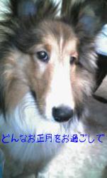 タンゴのお正月