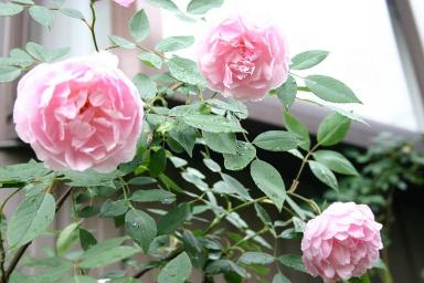 モーティサック