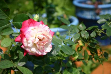 ジュピレドゥ プリンス ドゥモナコ