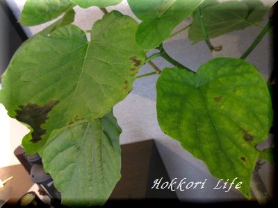 新しい ウンベラータ 葉 茶色 斑点 画像ブログ