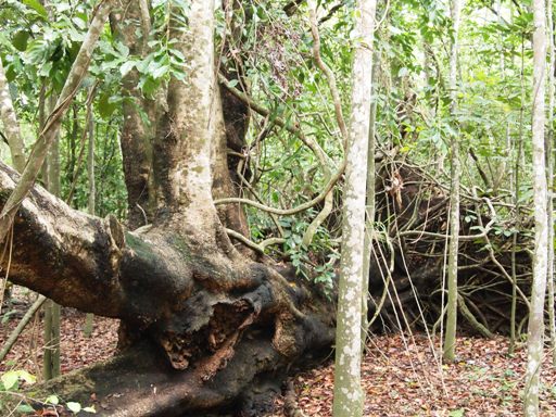 ダーウィン　イーストポイント