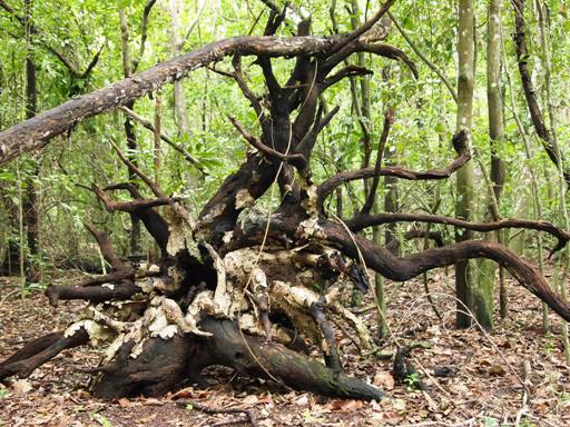 ダーウィン イーストポイント