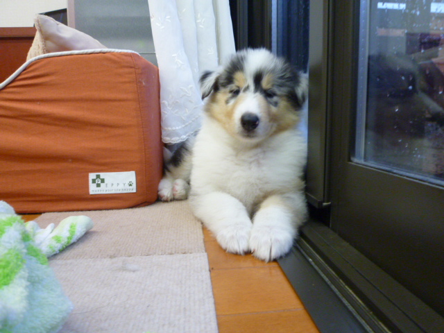 コリーの子犬