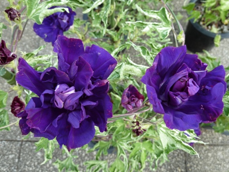 P1000084.JPG