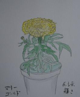 マリーゴールド水彩画.jpg
