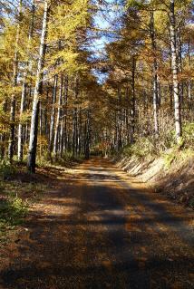 杉紅葉林道山田.jpg