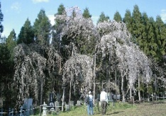 坪井枝垂れ桜