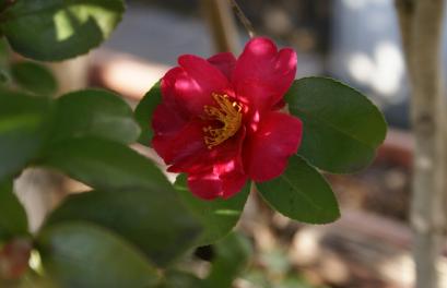 山茶花アップ