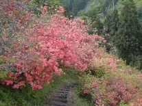 躑躅長野市