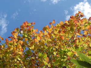 青い空と紅葉