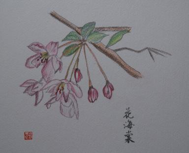 花海棠色鉛筆画.jpg