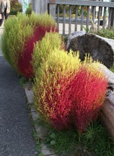 箒カラフル　アップ.jpg