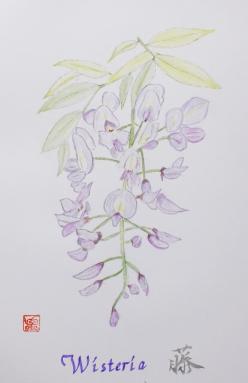 WISTERIA 藤　色鉛筆画　Ｇ.jpg