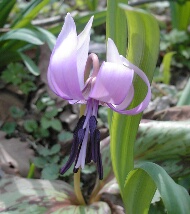 カタクリの花井上町