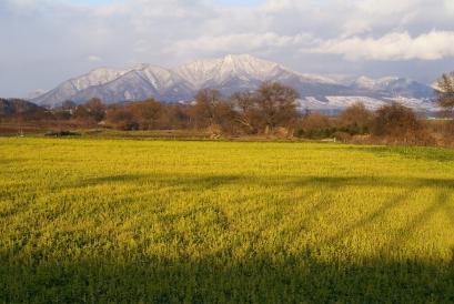 12月山王島菜の花