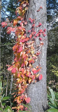 蔦紅葉志賀高原