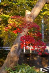 楓紅葉臥龍公園まずまず.jpg