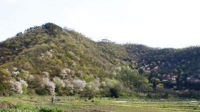 井上山桜２００７.jpg