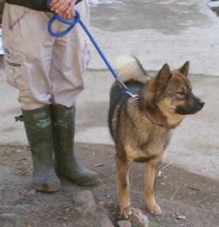 川上犬