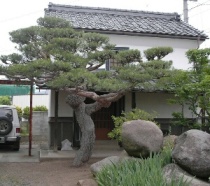 赤松