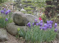 あやめ２００６