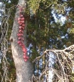 蔦紅葉と枝垂れ柳