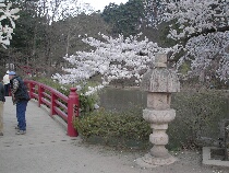 弁天島入り口からの桜