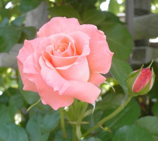 ピンク薔薇