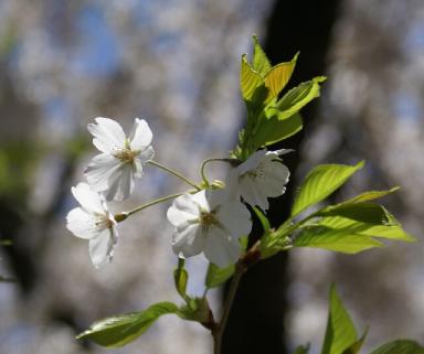 桜アップ木漏れ日と２００８きれい.jpg