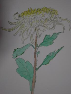 大菊水彩画