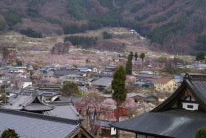 森の杏と寺　２００８遠景まずまず.jpg